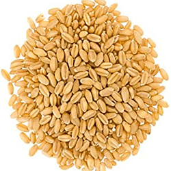 Mandhhiram Brand Wheat (Godumalau) For Pooja/Hawan 250g Pack