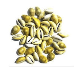 Lakshmi Cowrie Yellow Colour Pack of 21 Pieces Lakshmi Cowrie Yellow Colour Pack of 21 Pieces